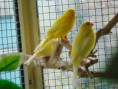 /album/fotogalerij-onze-kanaries/dsc00649-jpg/
