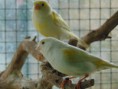 /album/fotogalerij-onze-kanaries/dsc00657-jpg/