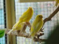 /album/fotogalerij-onze-kanaries/dsc00648-jpg/