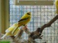 /album/fotogalerij-onze-kanaries/dsc00651-jpg/