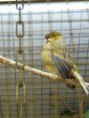 /album/fotogalerij-onze-kanaries/dsc00939-jpg/